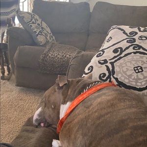 Meet your Posher, Brandon